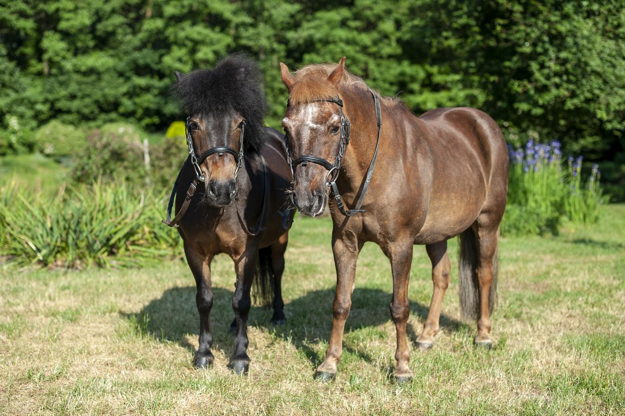 Hubertus Aparthotel & Restaurant & Horse Club Starogard Gdanski Luaran gambar